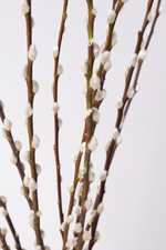 Load image into Gallery viewer, Pussy Willow Branches
