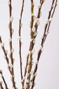 Pussy Willow Branches