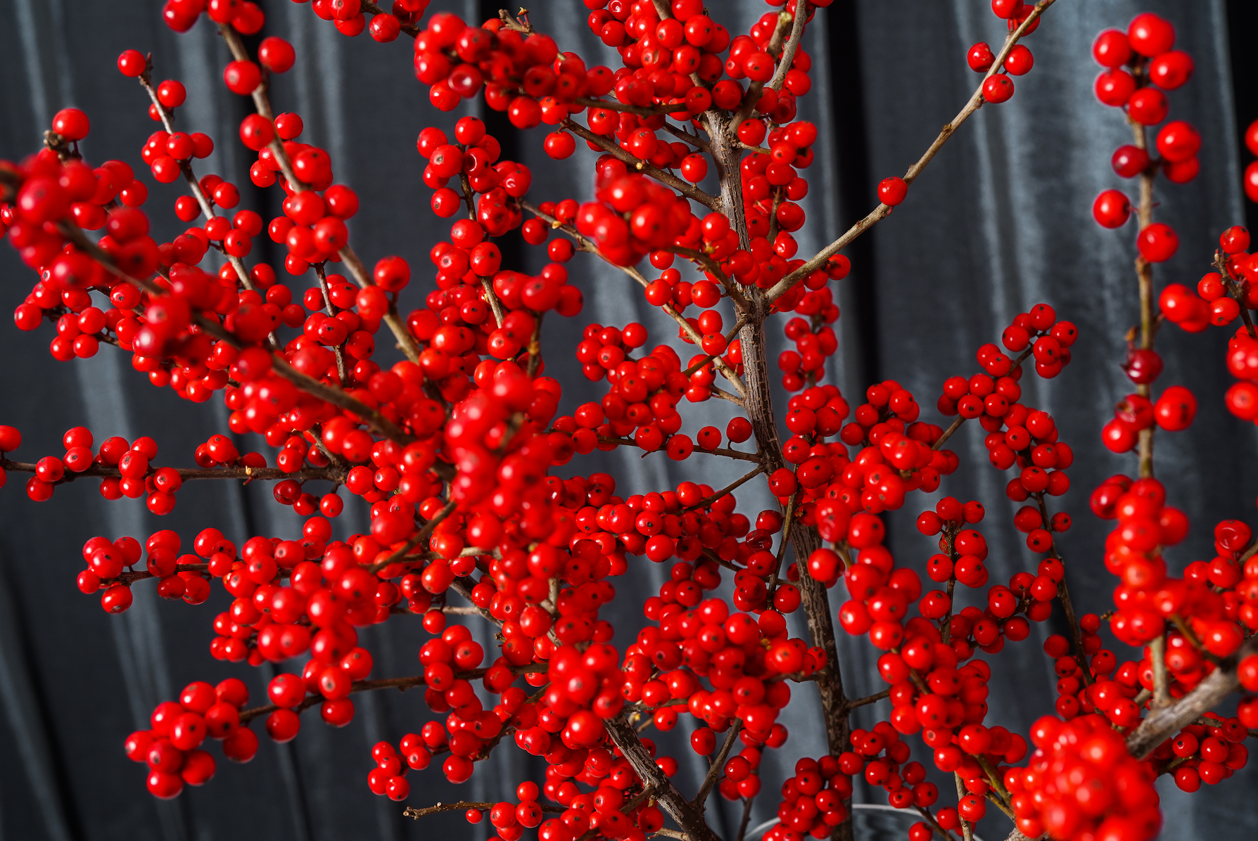 Ilex Berry Branches XL