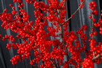 Load image into Gallery viewer, Ilex Berry Branches XL
