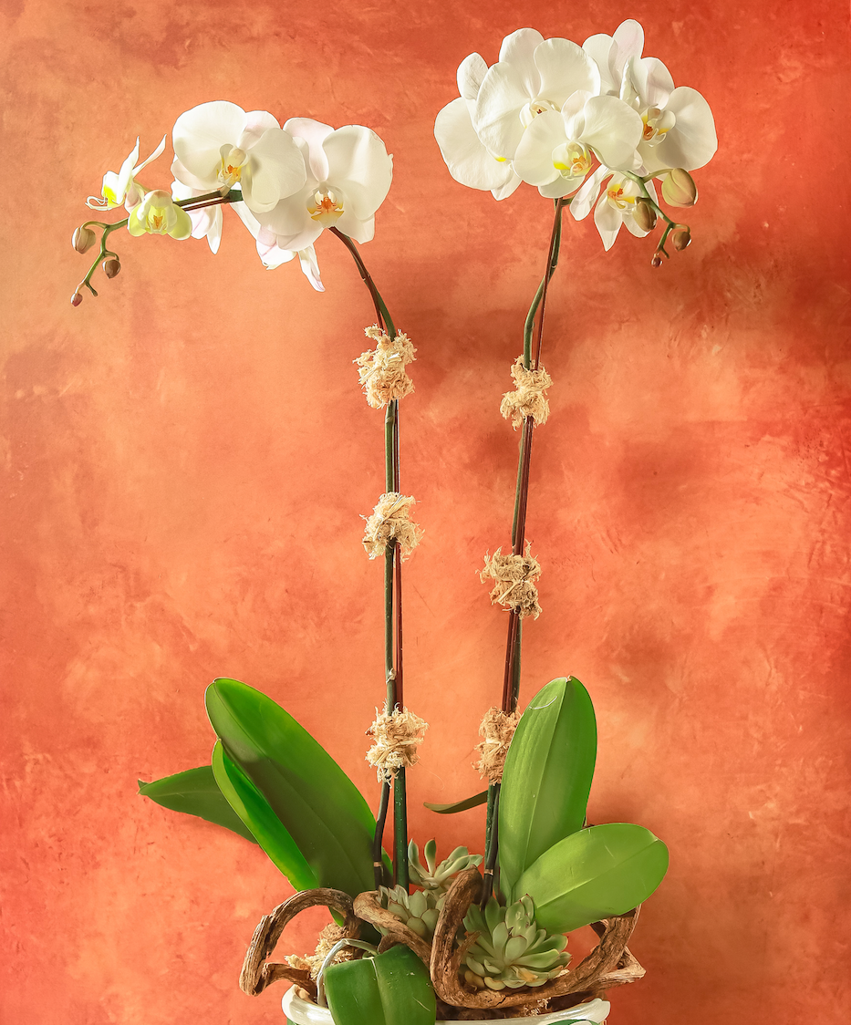 White Phalaenopsis Orchids in Lacquered Box