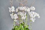 Load image into Gallery viewer, Arcadia - Spruce Florals &amp; Events
