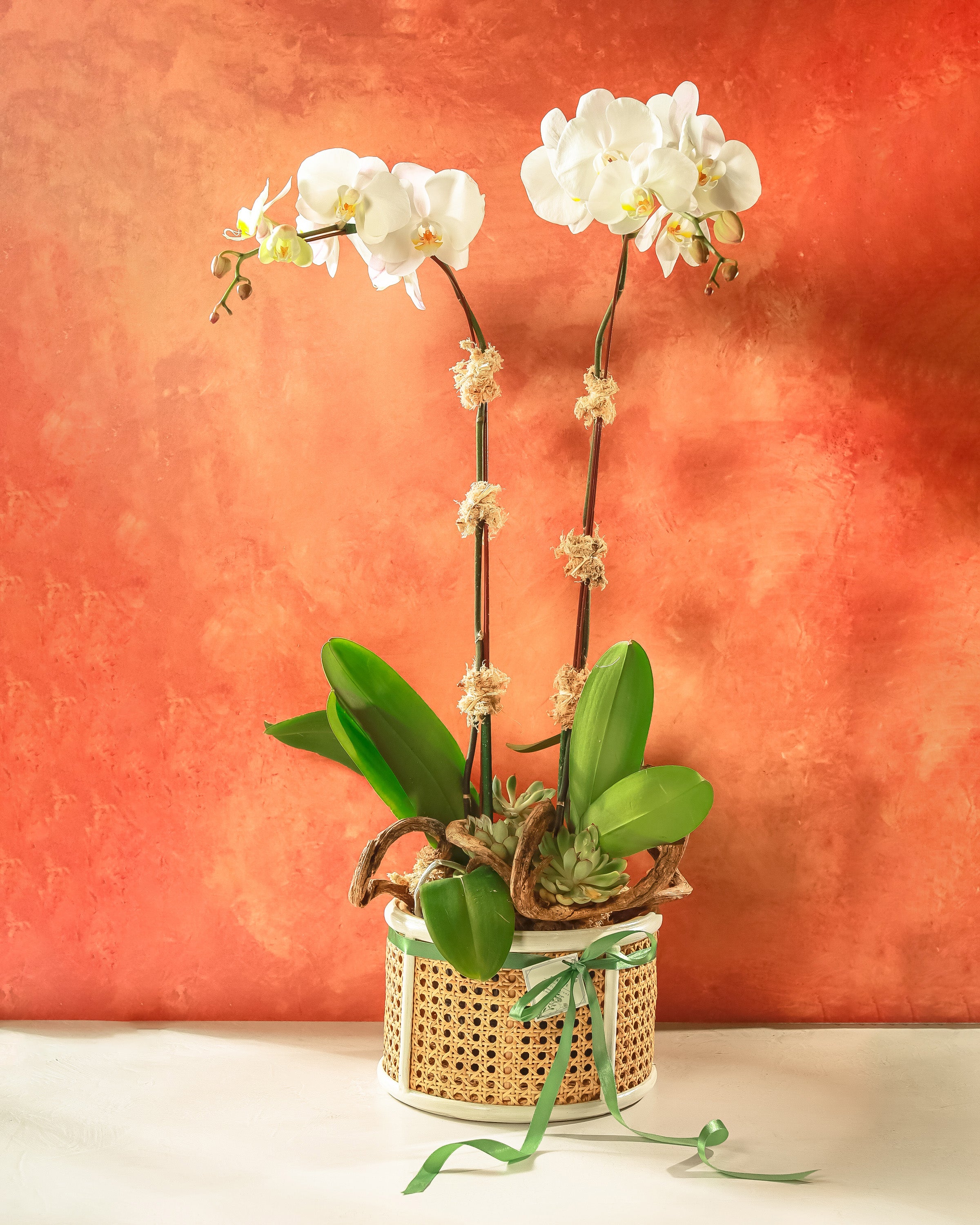 White Phalaenopsis Orchids in Solihiya Planter