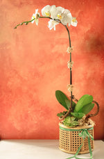 Load image into Gallery viewer, White Phalaenopsis Orchids in Solihiya Planter
