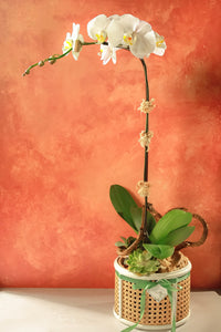 White Phalaenopsis Orchids in Solihiya Planter