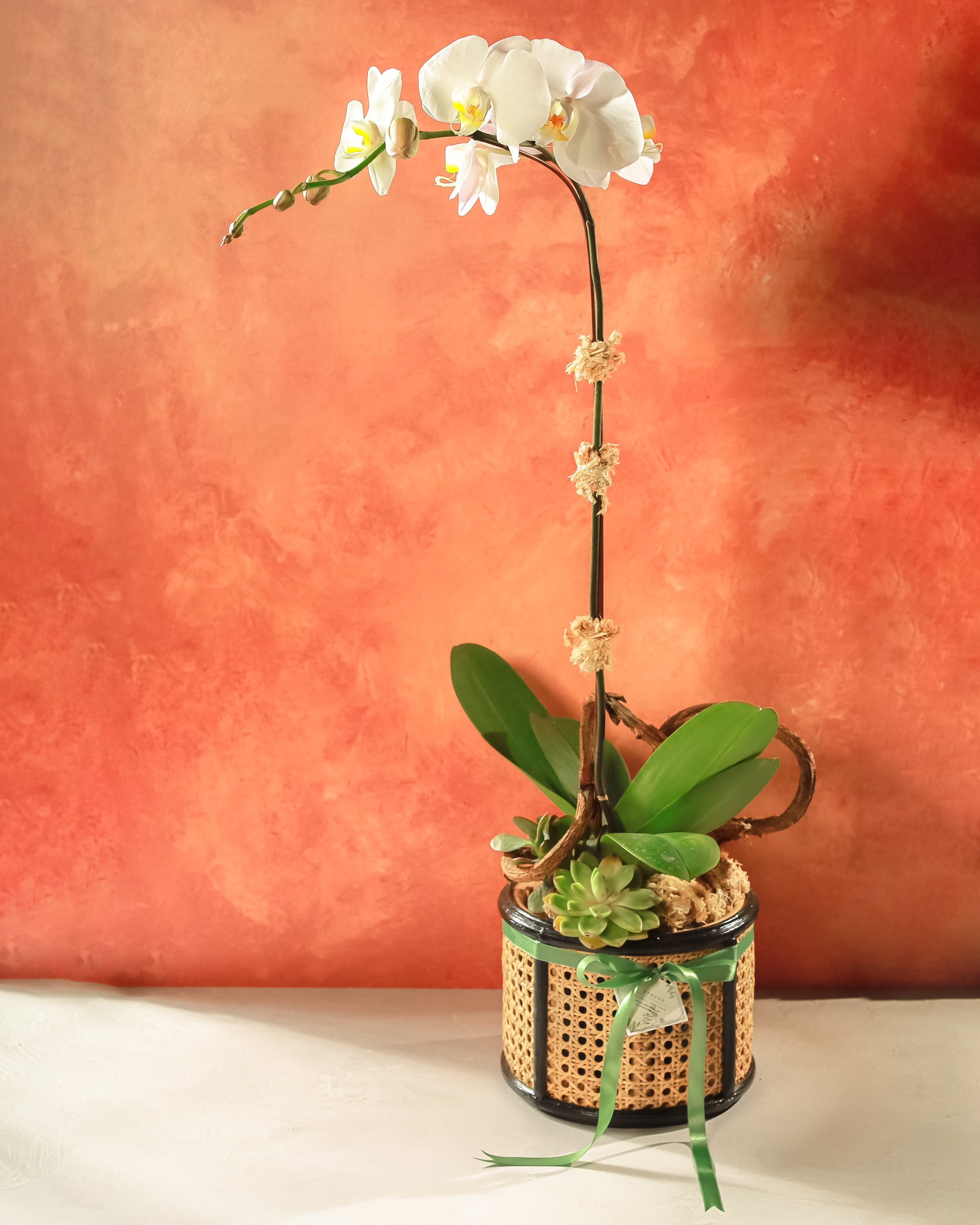 White Phalaenopsis Orchids in Solihiya Planter