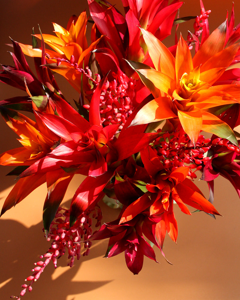 Holiday Bromeliad Bouquet