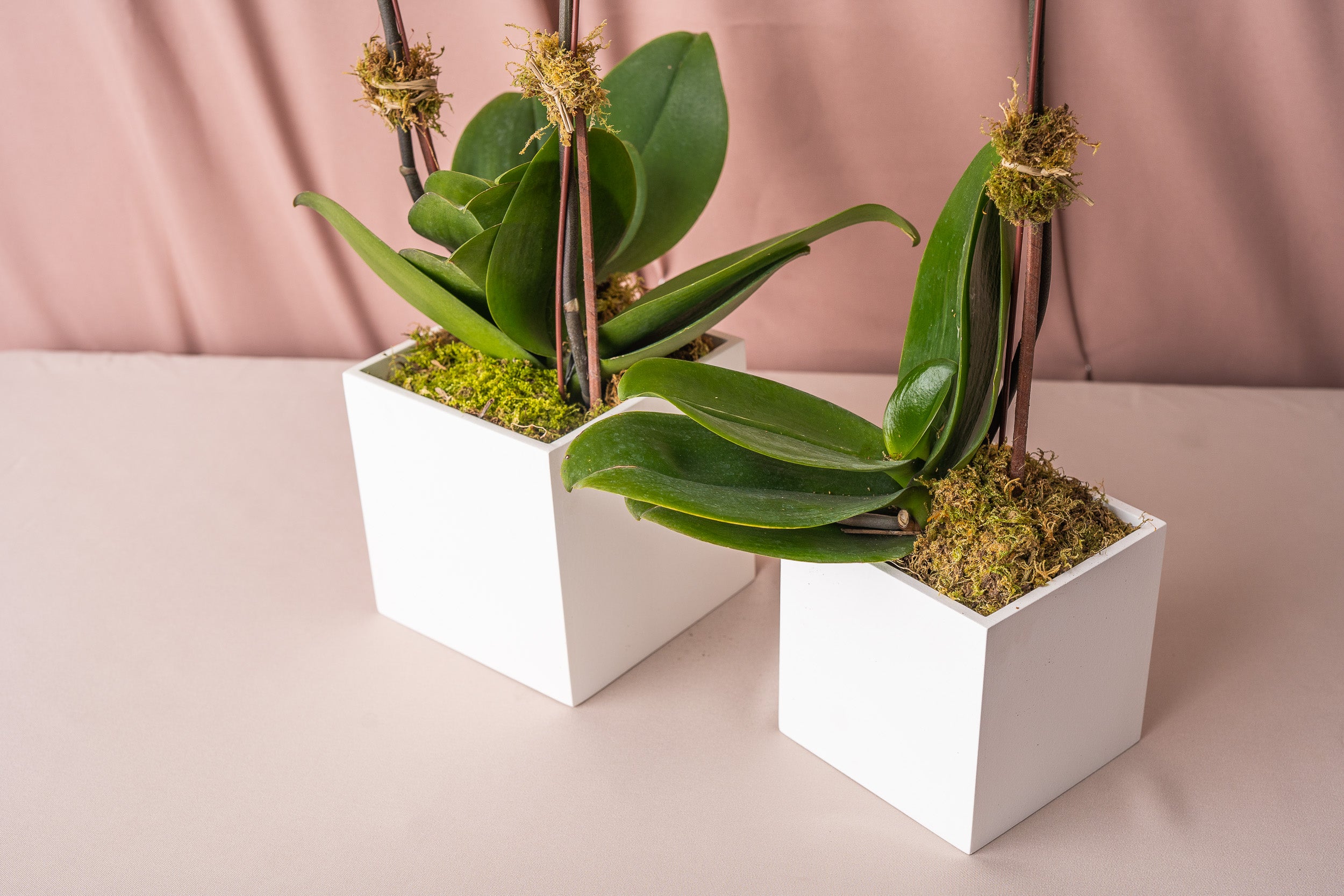 White Phalaenopsis Orchids in Lacquered Box