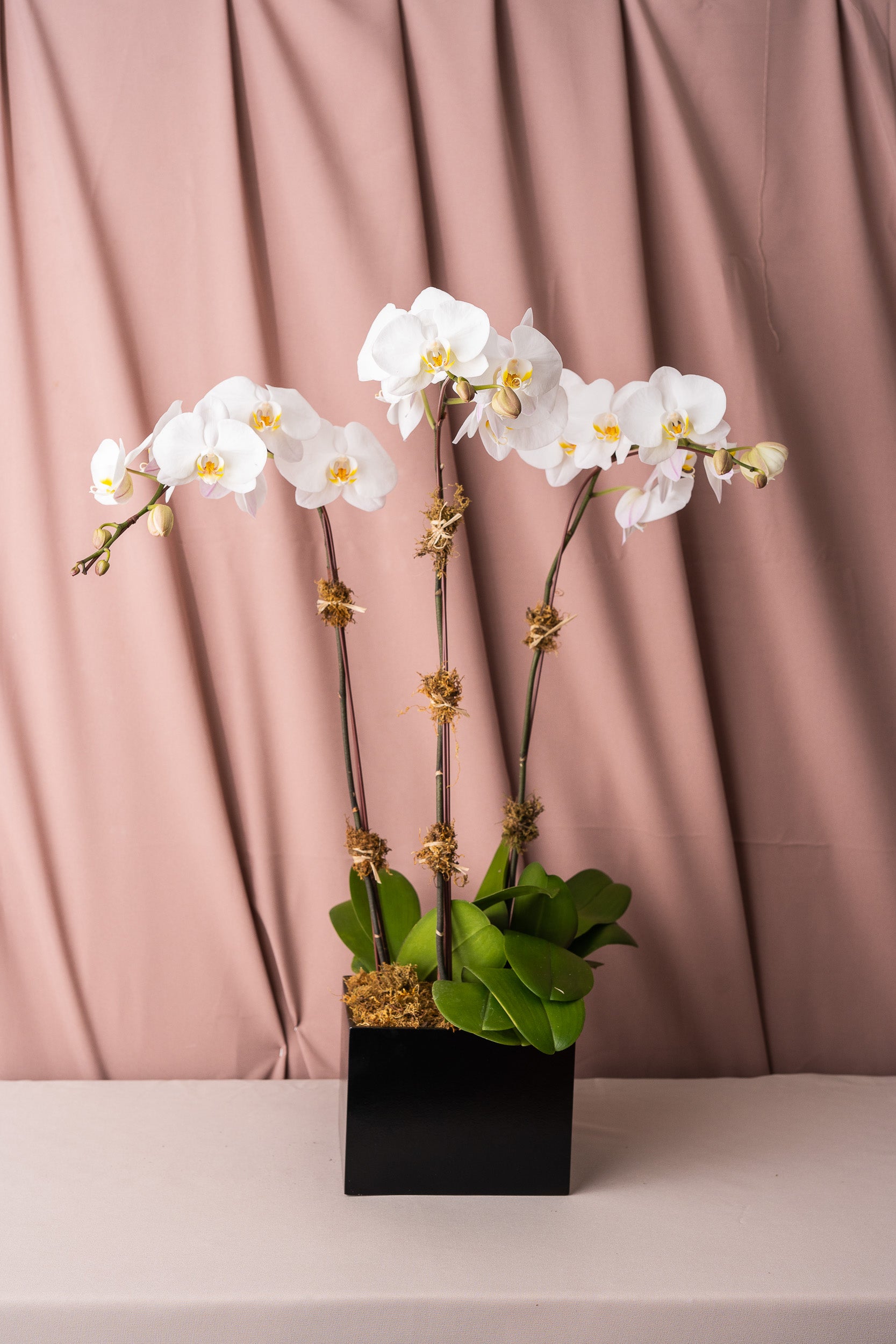 White Phalaenopsis Orchids in Lacquered Box