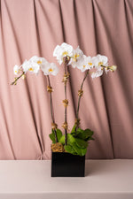 Load image into Gallery viewer, White Phalaenopsis Orchids in Lacquered Box
