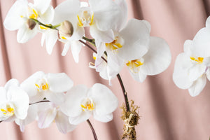 White Phalaenopsis Orchids in Lacquered Box